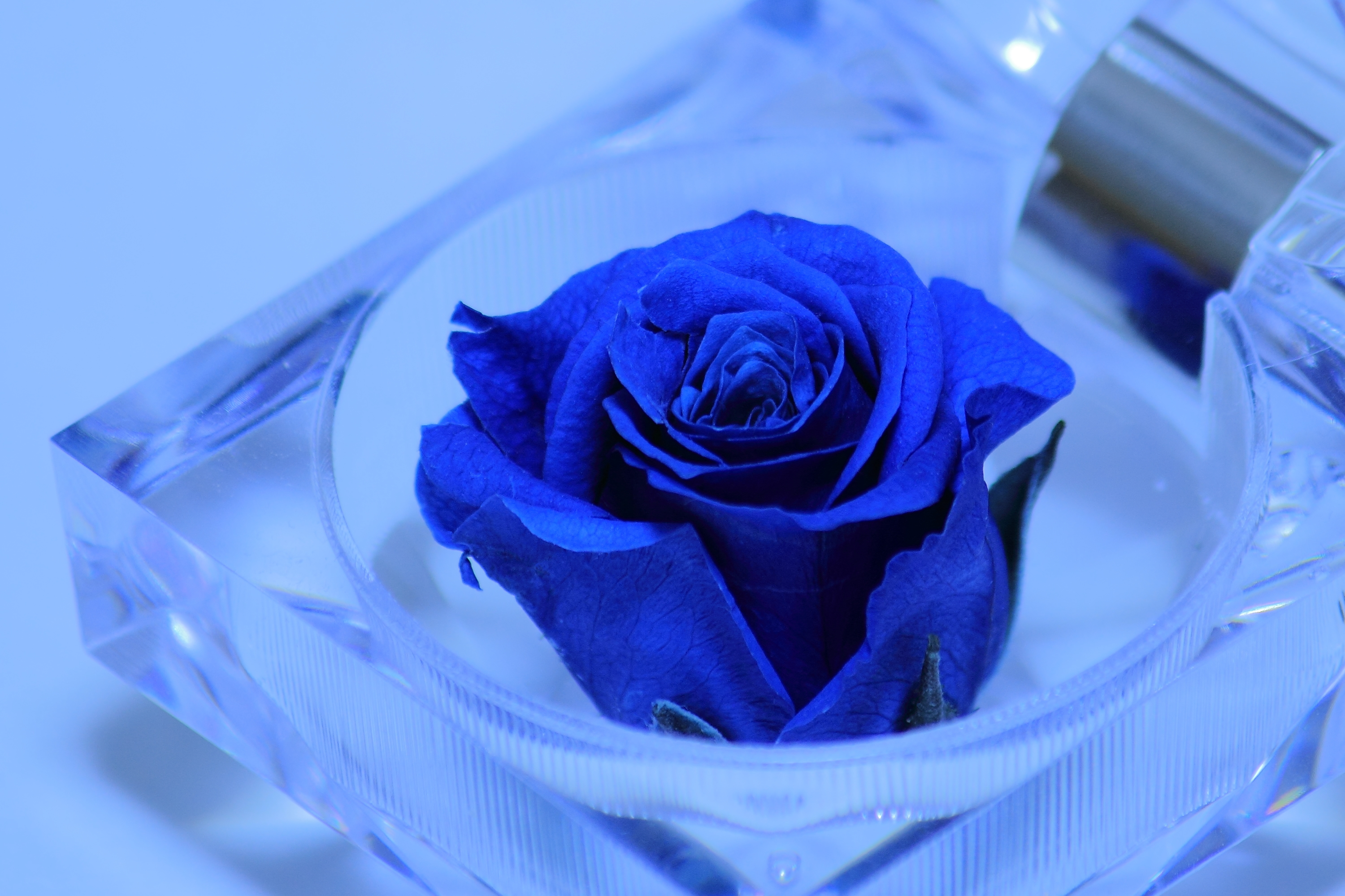 1313_rose_blue
